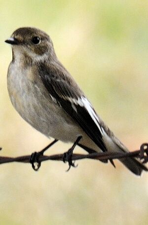 European Pied Flycatcher