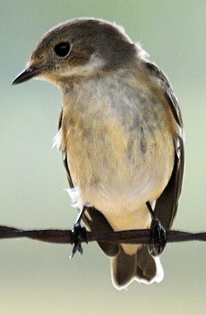 European Pied Flycatcher