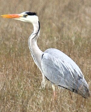 Grey Heron