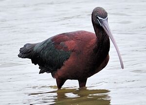 Ibis falcinelle 
&copy; Jean-Michel Dehalle