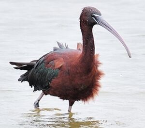 Ibis falcinelle 
&copy; Jean-Michel Dehalle