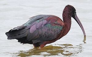 Ibis falcinelle 
&copy; Jean-Michel Dehalle