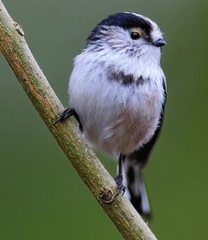 Long-tailed Tit