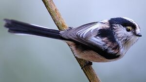 Long-tailed Tit