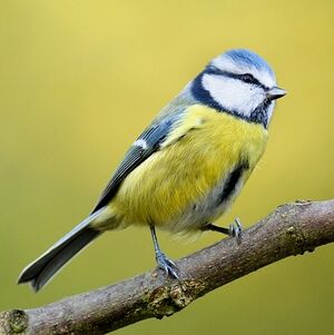Eurasian Blue Tit 
&copy; Jean-Michel Dehalle