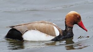 Nette rousse 
&copy; Jean-Michel Dehalle