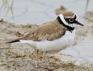 Little Ringed Plover 
&copy; Jean-Michel Dehalle
