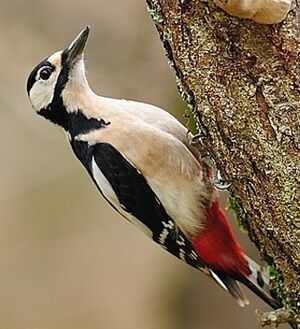 Great Spotted Woodpecker 
&copy; Jean-Michel Dehalle