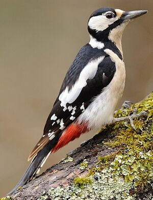Great Spotted Woodpecker 
&copy; Jean-Michel Dehalle