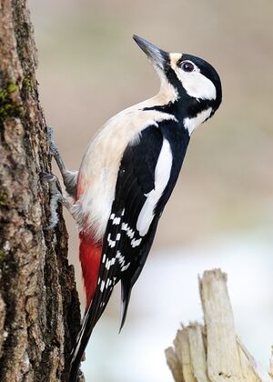 Great Spotted Woodpecker 
&copy; Jean-Michel Dehalle