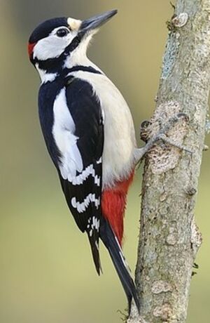 Great Spotted Woodpecker 
&copy; Jean-Michel Dehalle