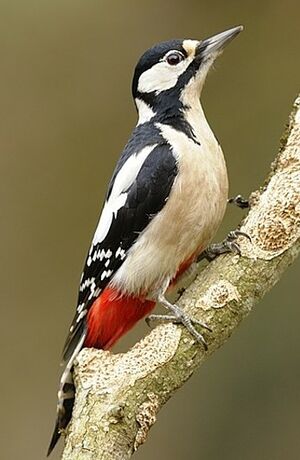 Great Spotted Woodpecker 
&copy; Jean-Michel Dehalle