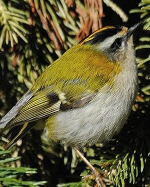 Common Firecrest 
&copy; Jean-Michel Dehalle