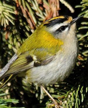 Common Firecrest 
&copy; Jean-Michel Dehalle