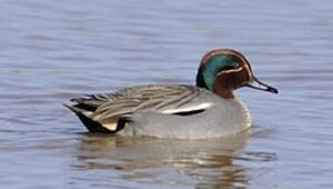 Eurasian Teal