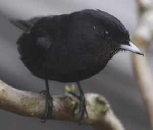 Velvety Black Tyrant