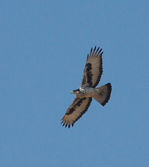 Aigle fasci�