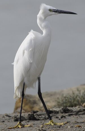Little Egret