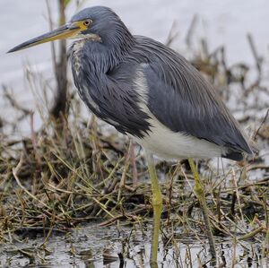 Tricolored Heron