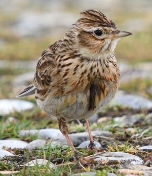 Eurasian Skylark
