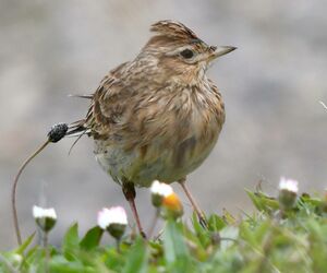 Eurasian Skylark
