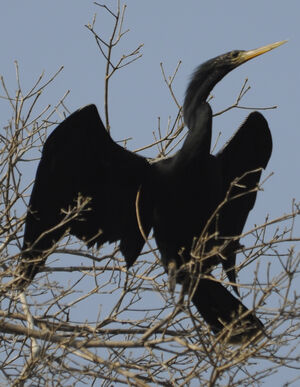 Anhinga