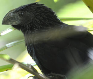 Groove-billed Ani