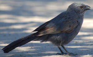 Apostlebird