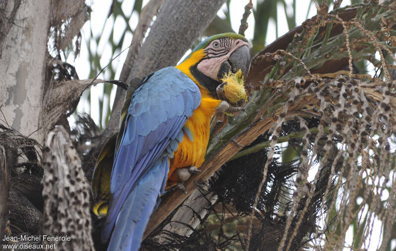 Blue-and-yellow Macawadult, feeding habits