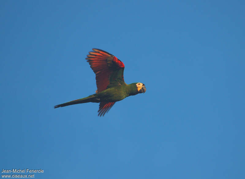 Chestnut-fronted Macawadult, Flight