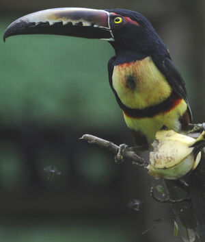 Collared Aracari