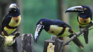 Collared Aracari