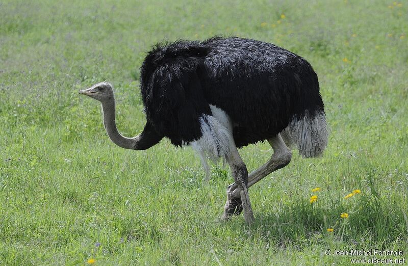 Common Ostrich, identification