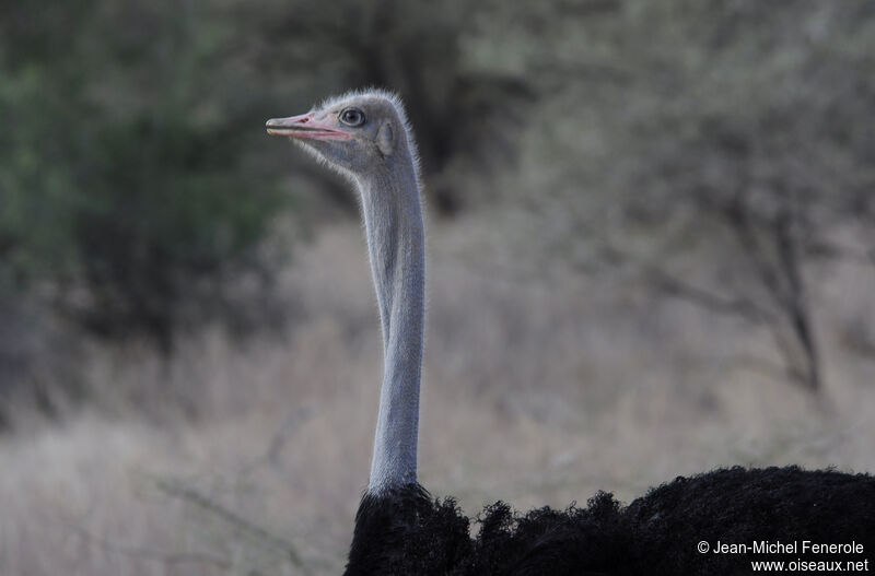 Somali Ostrich male adult