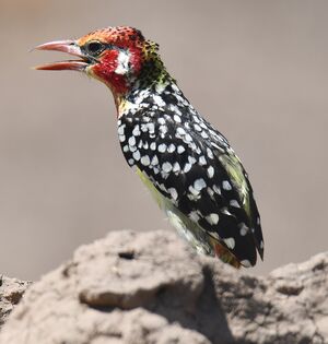 Red-and-yellow Barbet