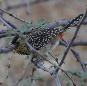 D'Arnaud's Barbet