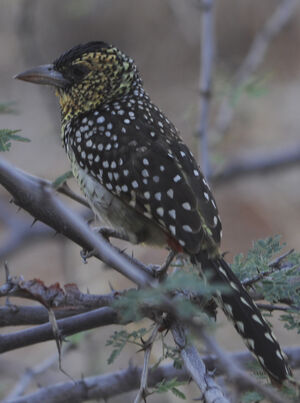 D'Arnaud's Barbet