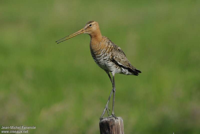 Black-tailed Godwit male adult, song