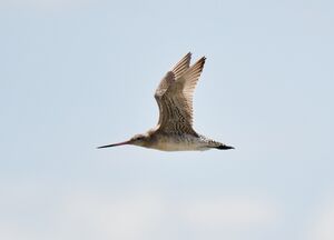 Bar-tailed Godwit