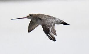 Bar-tailed Godwit