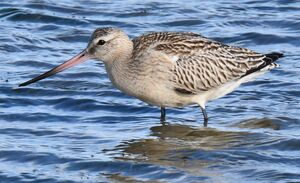 Bar-tailed Godwit