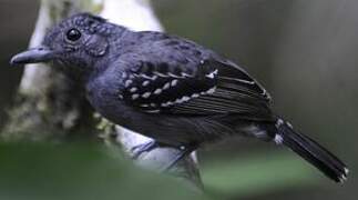 Black-crowned Antshrike