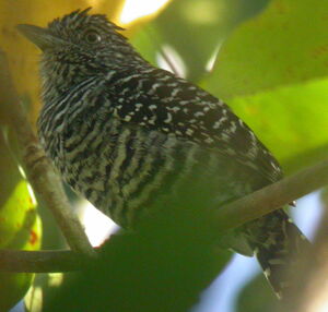 Batara ray�