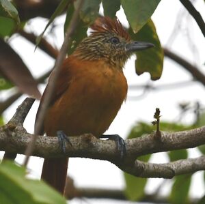 Barred Antshrike