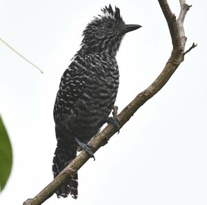 Barred Antshrike
