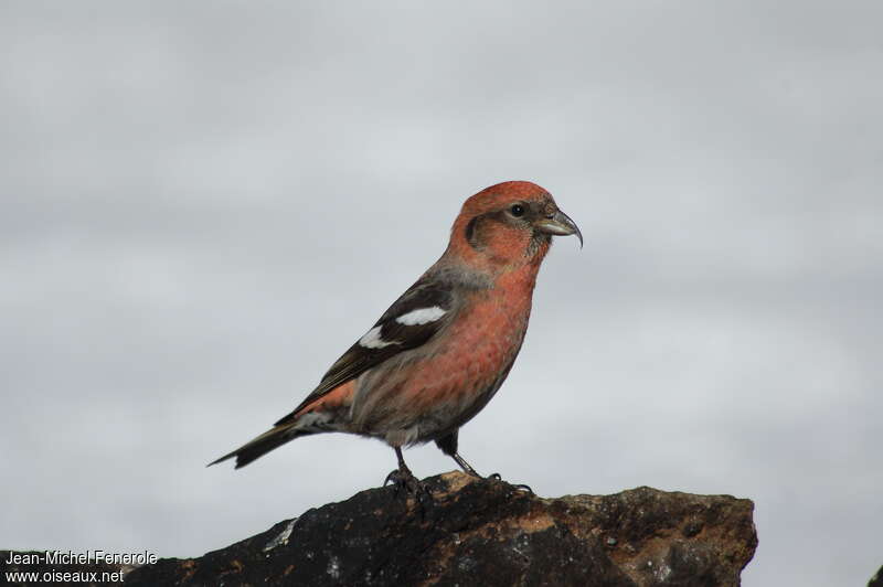 Two-barred Crossbill male adult, identification