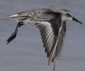 Little Stint