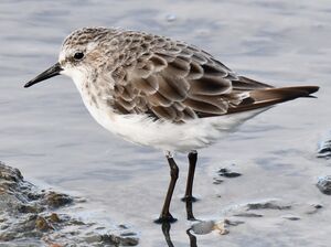 Little Stint