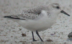 Sanderling
