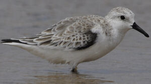 Sanderling